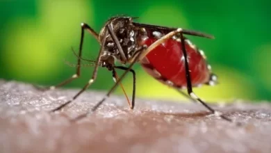 Dengue