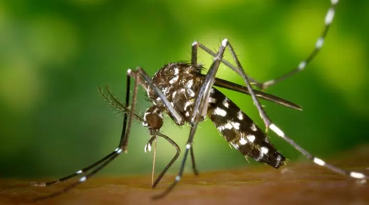 Mosquitod